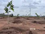 Land with  avocado fruits farming without efforts