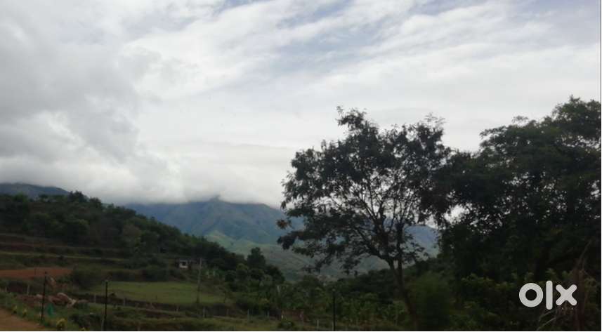 Mini fruit farm and house plots for sale in Narassimukku