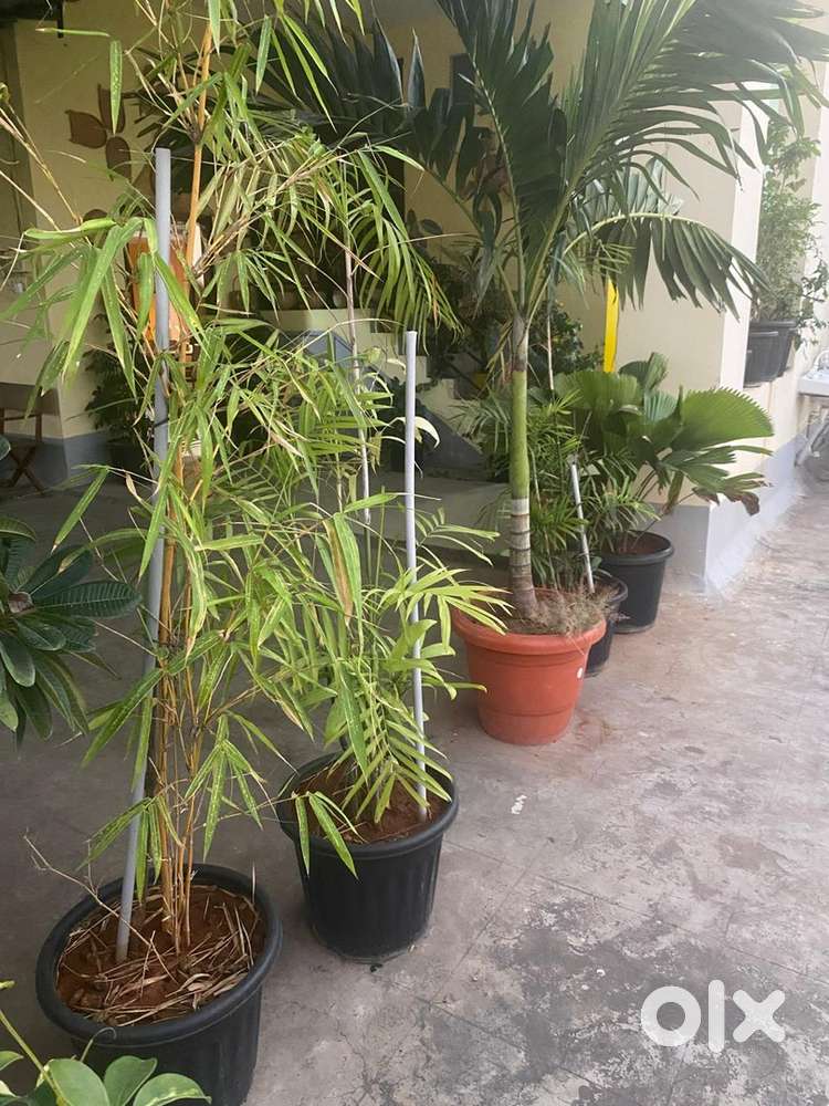 Around 65 numbers of different kind of plants for sale with nice pots