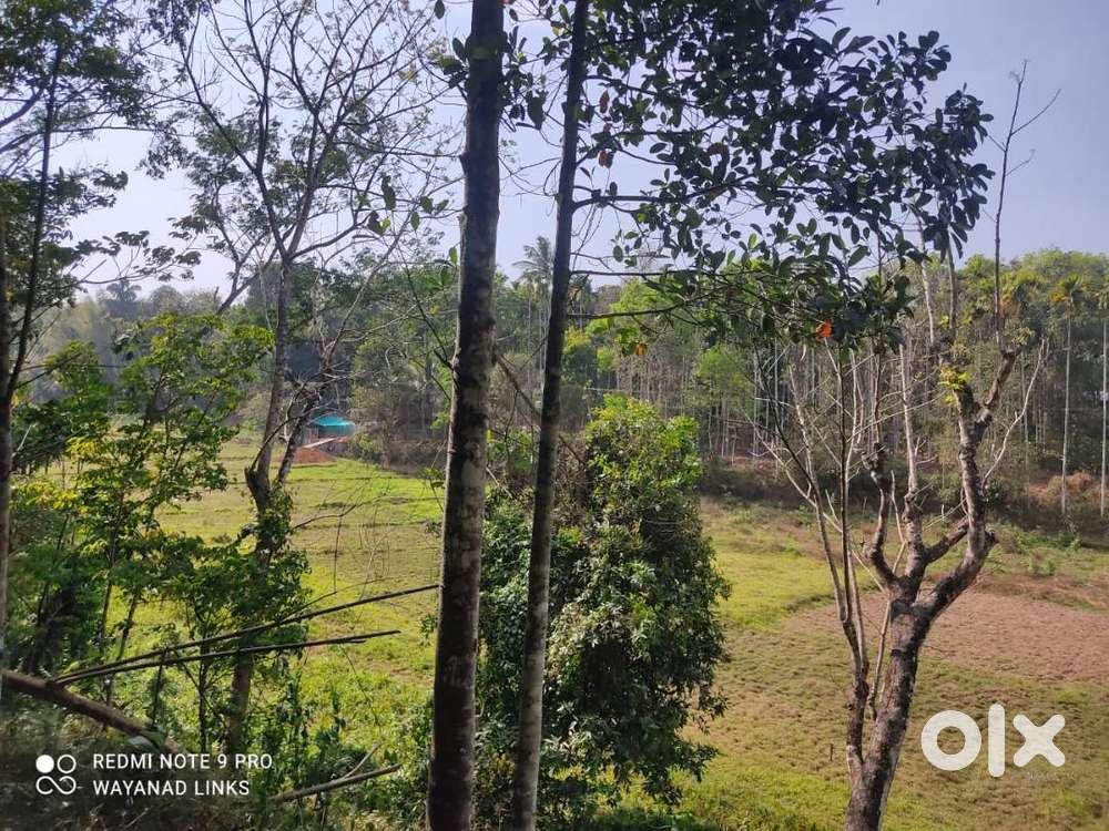 Nature, Peace, And Potential – 78 Cent Plot For Sale In Kenichira Waya
