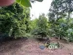 14.5 സെന്റ് സ്ഥലം