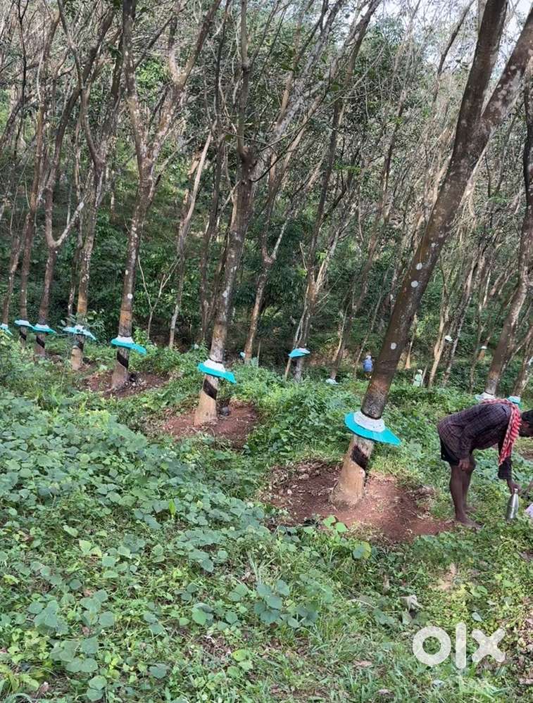 1.05Acre land with Rubber Plantation