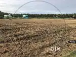 1.5 acere land for sale sangola, solapur
