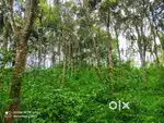 Prime Rubber Plot for Sale Near SN Kavala, Kenichira Wayanad