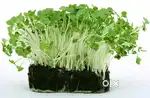 Microgreens Full Setup