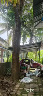 60ഇഞ്ച് വണ്ണമുള്ള മാവ് മരം