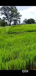 कुरुद के पास 3 एकड़ उपजाऊ खेत