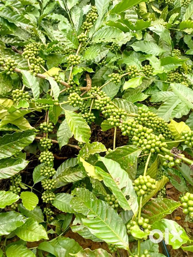 Coffee plantation for sale