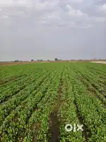 Agriculture land