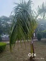 300 Sq yd Plot In New Chandigarh