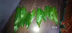 Mango leaves for sale