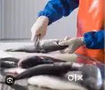 Wanted staffs for fish processing unit