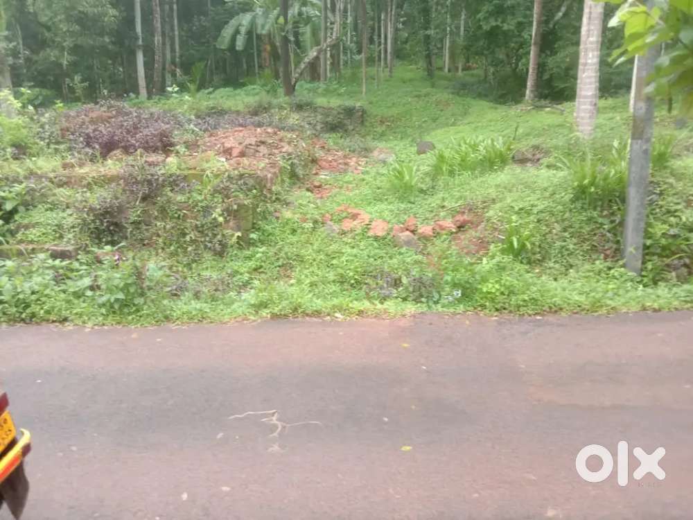 19.5 cents of land for sale at Panamkutty