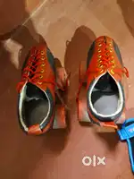 Four wheeler cockatoo fast skates