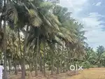 Coconut farm sale