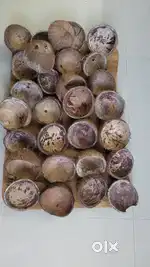 Coconut Shells – For Craft, Charcoal, or Compost
