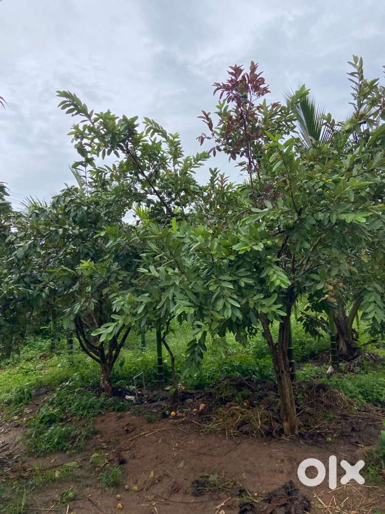 Agriculture land. Clear title, General. 1000 arac net plants  and 250