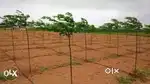 Agriculture lands for sale