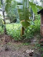 10 cent സ്ഥലം