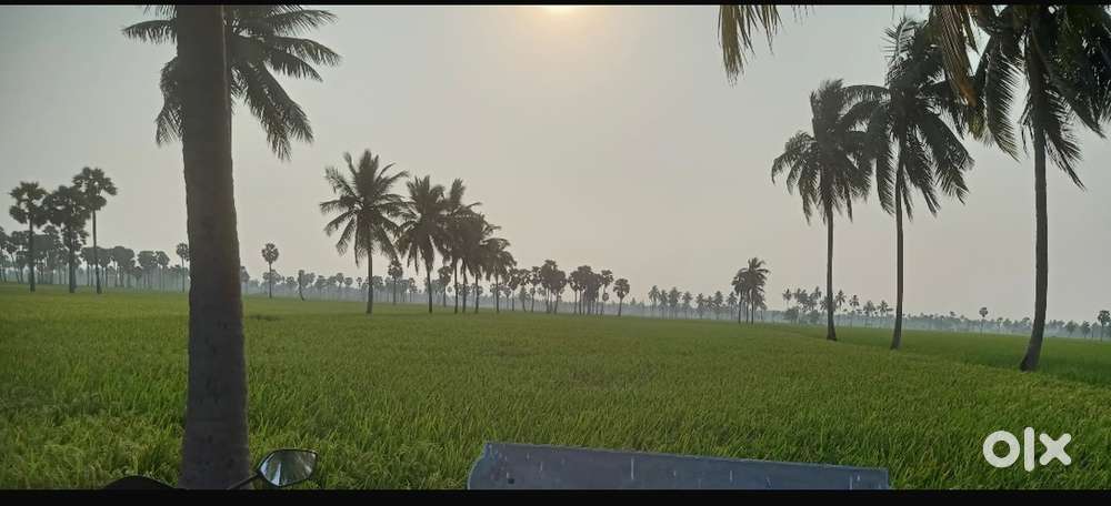 1 acre land with 11 Coconut trees