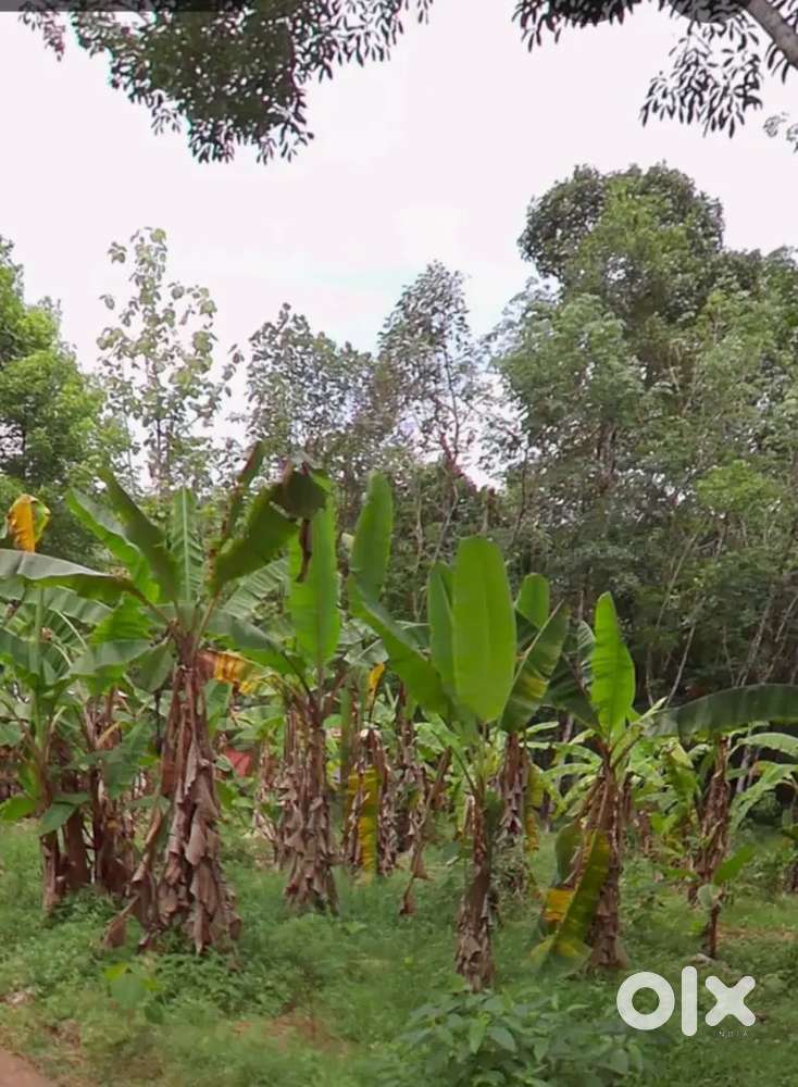 Land for sale in Puthuval, Pathanapuram