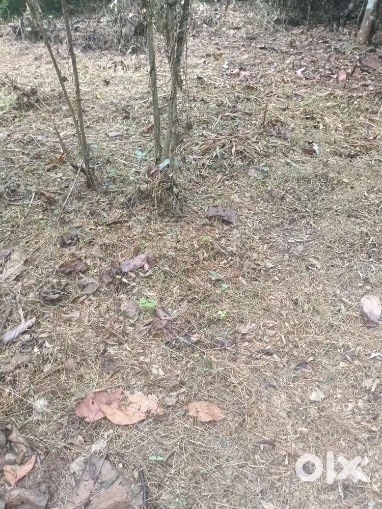 സ്ഥലം വിൽപ്പനയ്ക്കു mla road kizhakkan muthoor