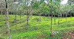 3 Acres Land in Nellyady