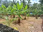 10 cents plot for sale at Aruvipara, Moongodu