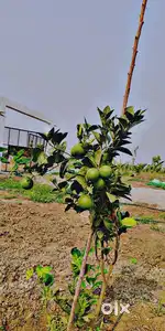 Farmhouse in Kondaveedu road