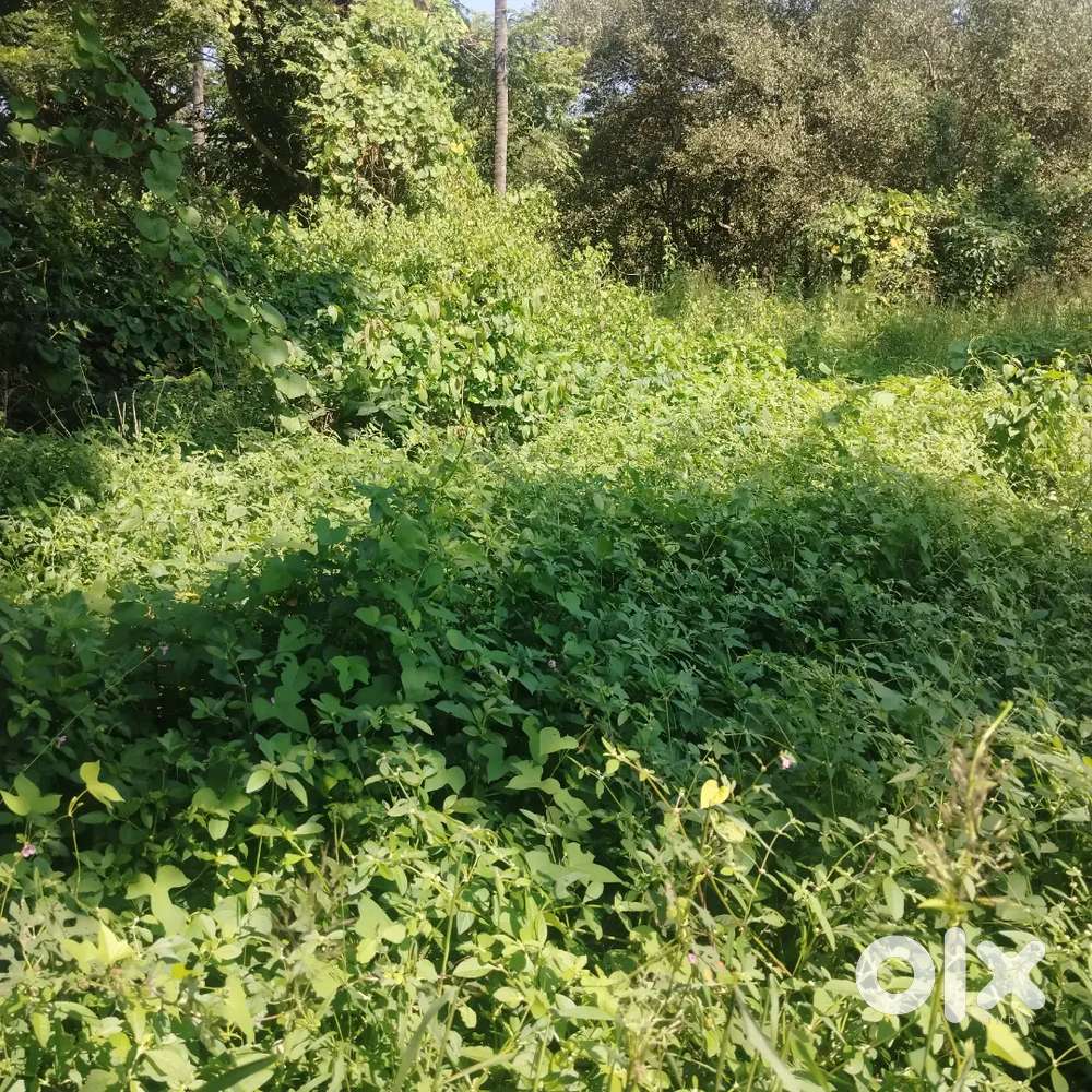 For Sale 330m2 Plot with Sanad in Dicarpali, Rawanfond, Margao,Goa
