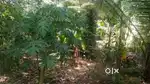 7 cent plot powdikonam vayashala road 300mtr main road