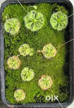 Carnivores plants Drosera