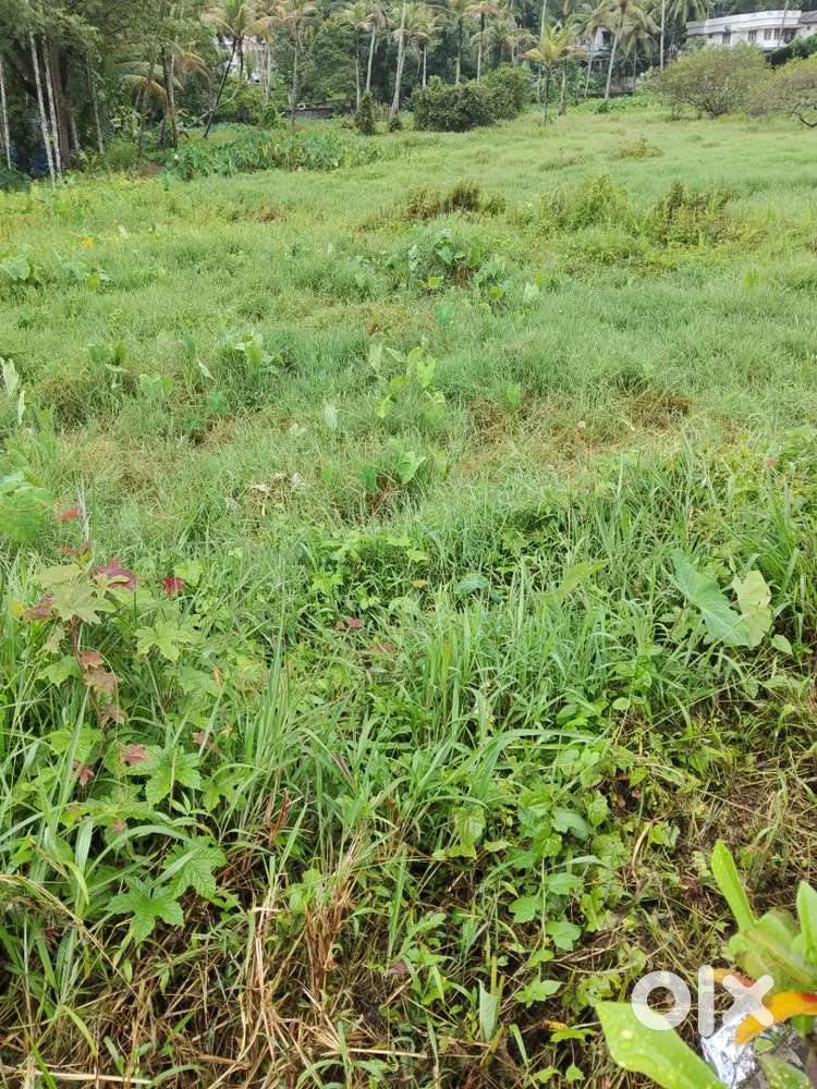 Bypass iringada pally near plot for sale.9 0 6.     1 4.   44 1.    77