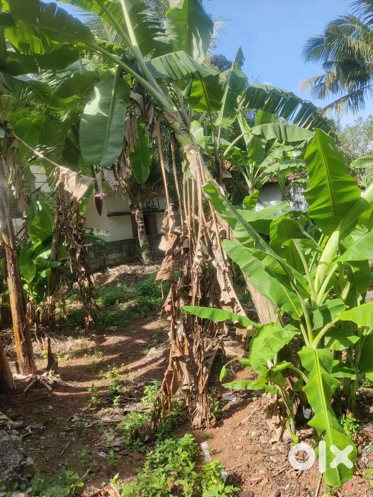 5 Cent Land For Sale at Maruthankuzhi