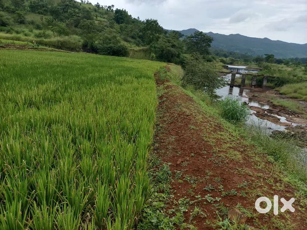28 Are rice field for sale