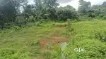 Near By Mopa Air port (35 km)