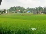 Miadi patta land with road, Dibrugar Tepor Gaon, Squire Type, In north
