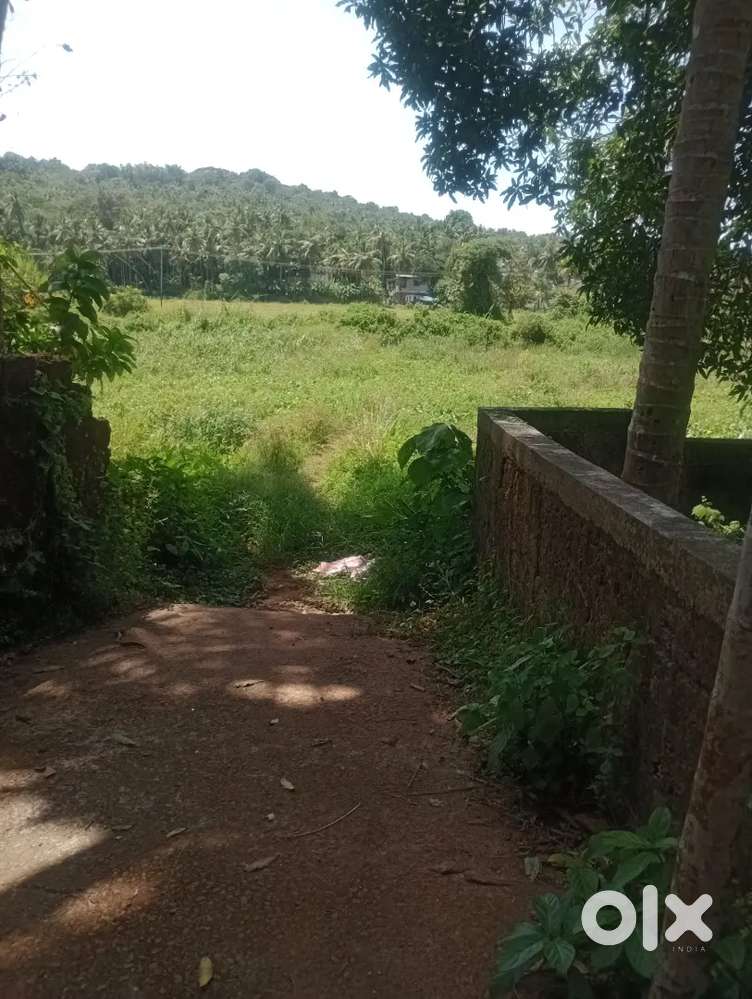 തെയ്യാല പാടം വിൽപ്പന ക്