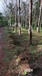 Plot(15 cent) for sale near Kallode Moorikuthi