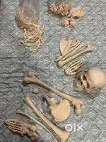 Unilateral Human Bone set