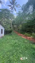 Plot with cultivation of aracanet and coconut,house,well