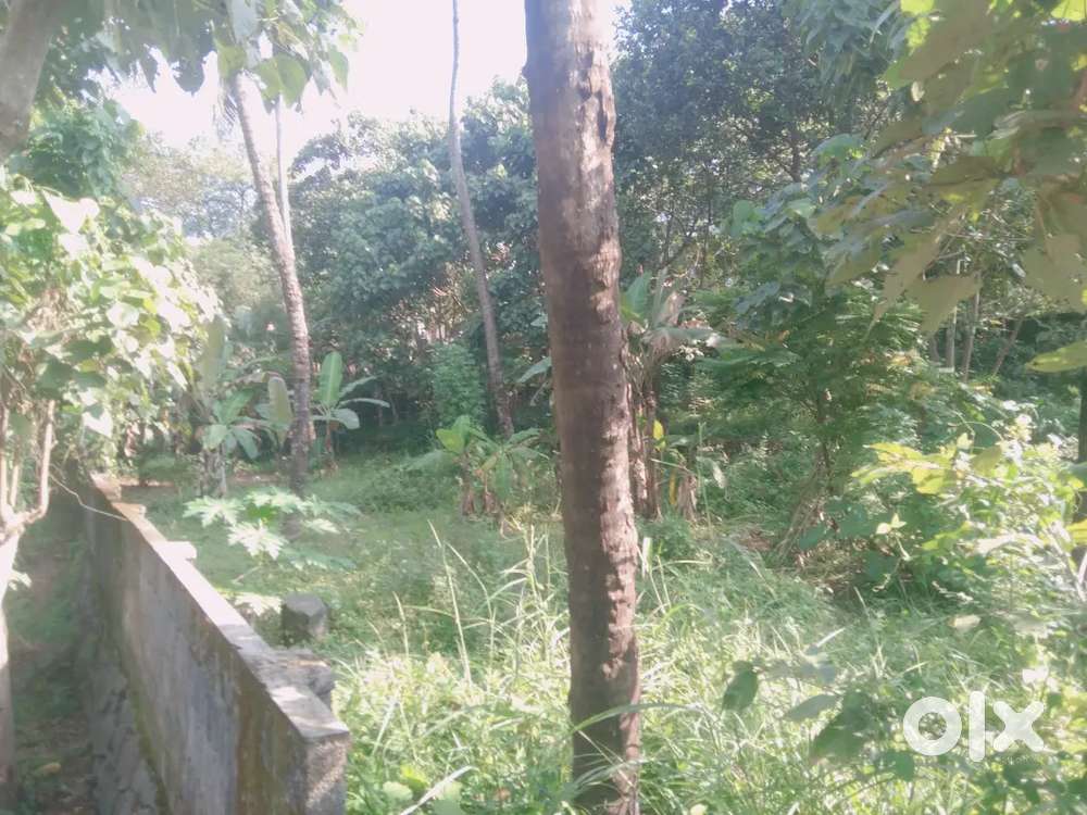 LAND FOR SALE 11 CENT KAKKANAD SEA PORT ROAD 1KMS ONLY