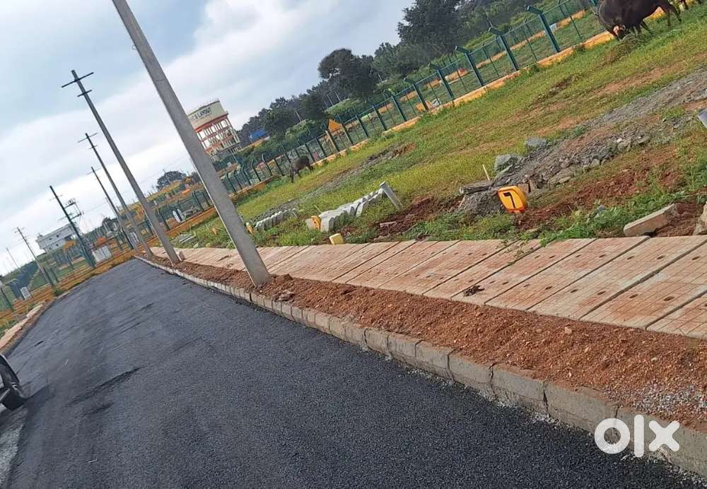 BMRDA plorts for sale