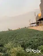 1 Bigha Industrial/Commercial Plot  60 ft Front  Dhamnay Road