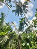 2 acre land on sale in karthikapuram,alakode , kannur