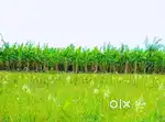 Agricultural(ROR) patta land