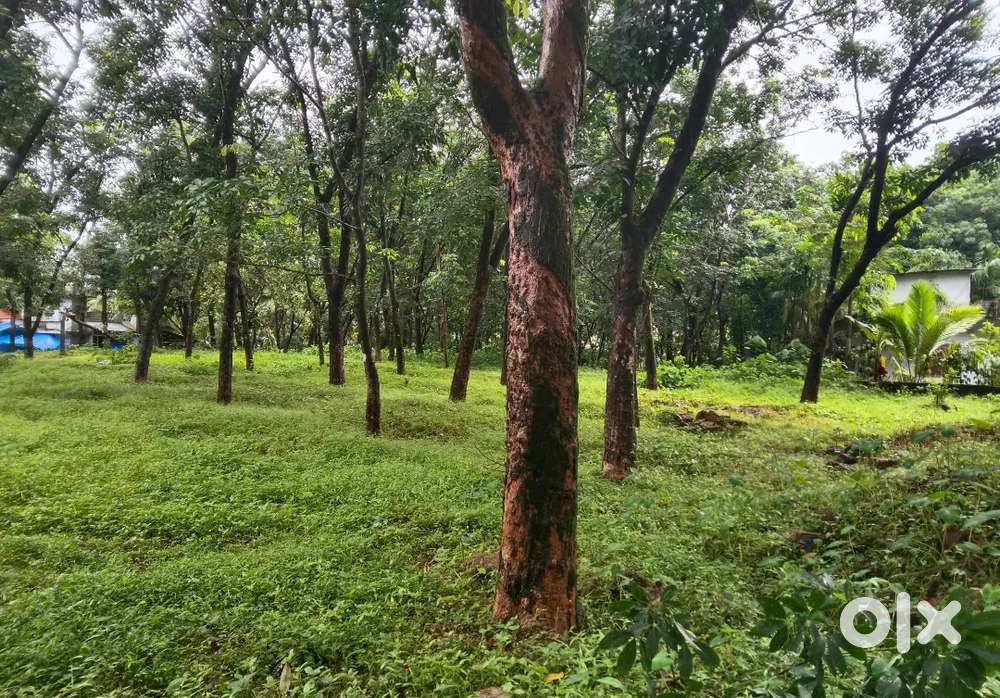 87 CENT RUBBER PLANTATION FOR SALE