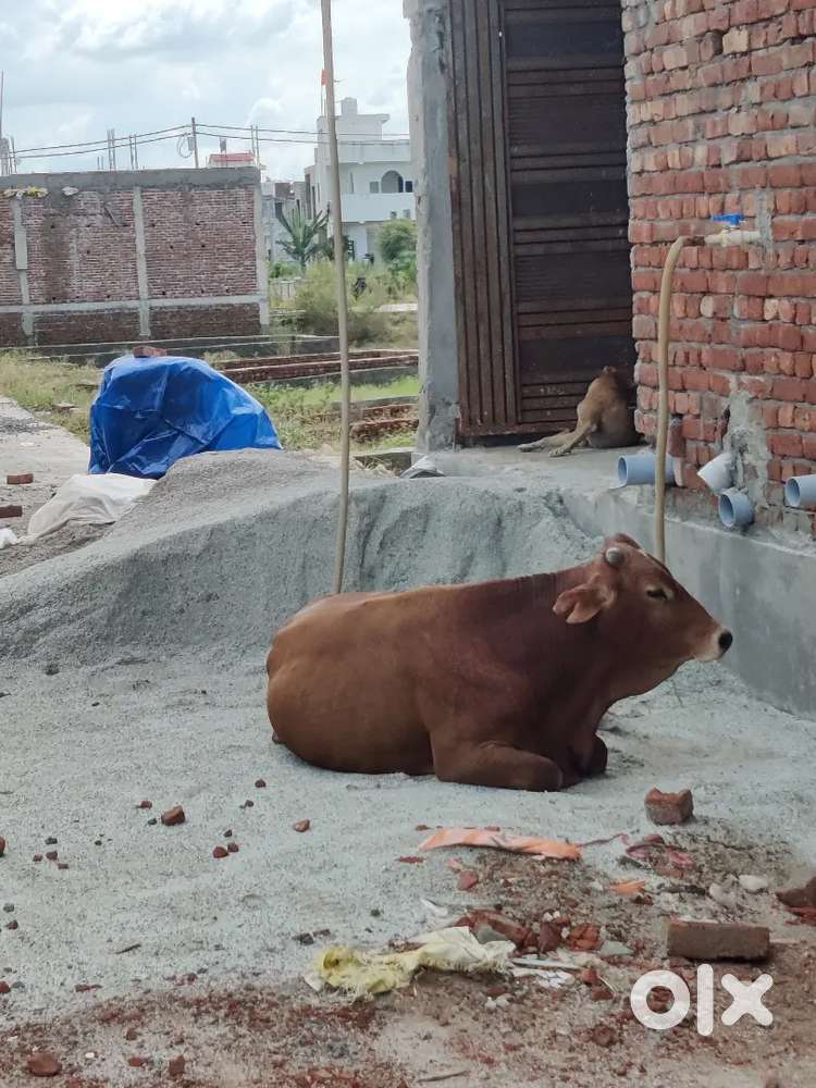 अपने सपनों का घर