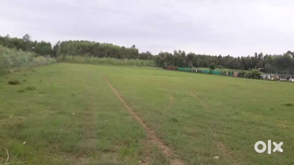150 bigha this land is situated near Ganeshpur Biharighas