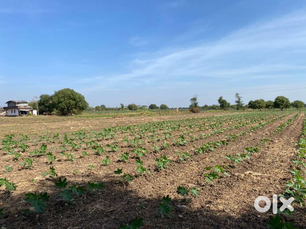 3.44 bigha land sale in rajli (dabhoi road)